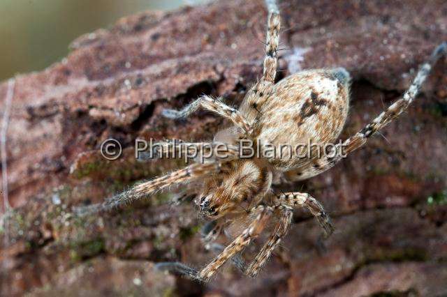 Anyphaenidae_4598.JPG - France, Anyphaenidae, Araignée bourdonnante (Anyphaena accentuata), Anyphaenid sac spider